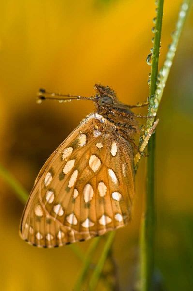 USA, Colorado Skipper butterfly on dewy grasses
